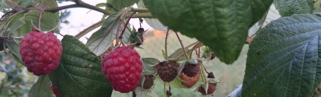 Jahreshauptversammlung mit Vortrag: Gärten in der heutigen Zeit – Klima u Garten